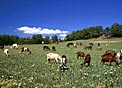 Un troupeau de chevres